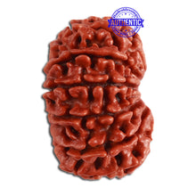 Load image into Gallery viewer, 14 Mukhi Nepalese Rudraksha - Bead No. 270