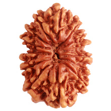 Load image into Gallery viewer, 14 Mukhi Nepalese Rudraksha - Bead No. 272