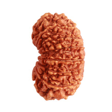 Load image into Gallery viewer, 14 Mukhi Nepalese Rudraksha - Bead No. 272