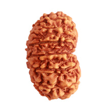 Load image into Gallery viewer, 14 Mukhi Nepalese Rudraksha - Bead No. 272