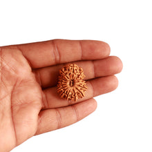Load image into Gallery viewer, 14 Mukhi Nepalese Rudraksha - Bead No. 273