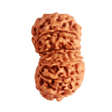 Load image into Gallery viewer, 14 Mukhi Nepalese Rudraksha - Bead No. 273