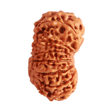 Load image into Gallery viewer, 14 Mukhi Nepalese Rudraksha - Bead No. 273