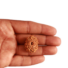 Load image into Gallery viewer, 14 Mukhi Nepalese Rudraksha - Bead No. 276
