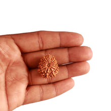 Load image into Gallery viewer, 14 Mukhi Nepalese Rudraksha - Bead No. 277