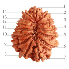 Load image into Gallery viewer, 14 Mukhi Nepalese Rudraksha - Bead No. 277