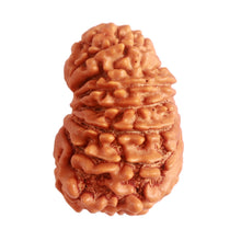 Load image into Gallery viewer, 14 Mukhi Nepalese Rudraksha - Bead No. 277