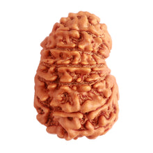 Load image into Gallery viewer, 14 Mukhi Nepalese Rudraksha - Bead No. 277