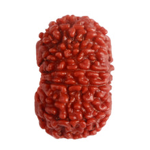 Load image into Gallery viewer, 14 Mukhi Nepalese Rudraksha - Bead No. 280
