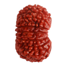 Load image into Gallery viewer, 14 Mukhi Nepalese Rudraksha - Bead No. 280