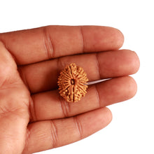 Load image into Gallery viewer, 14 Mukhi Nepalese Rudraksha - Bead No. 281