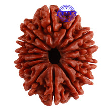 Load image into Gallery viewer, 14 Mukhi Nepalese Rudraksha - Bead No. 231