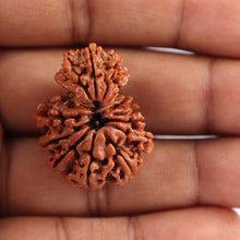 Load image into Gallery viewer, 14 Mukhi Nepalese Garbhgauri Rudraaksha - Bead No. 169