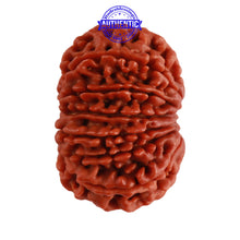 Load image into Gallery viewer, 14 Mukhi Nepalese Rudraksha - Bead No. 231