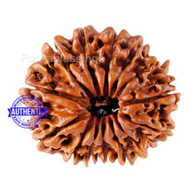 Load image into Gallery viewer, 14 Mukhi Nepalese Rudraksha - Bead No. 88