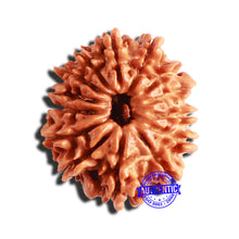 Load image into Gallery viewer, 14 Mukhi Nepalese Rudraksha - Bead No. 293