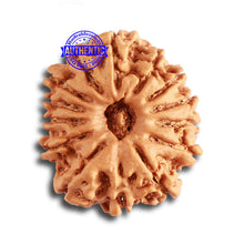 Load image into Gallery viewer, 14 Mukhi Nepalese Rudraksha - Bead No. 324