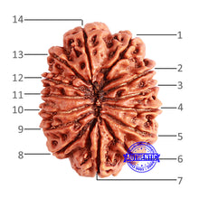 Load image into Gallery viewer, 14 Mukhi Nepalese Rudraksha - Bead No. 209