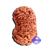 Load image into Gallery viewer, 14 Mukhi Nepalese Rudraksha - Bead No. 209