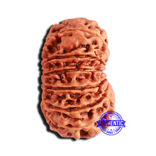 Load image into Gallery viewer, 14 Mukhi Nepalese Rudraksha - Bead No. 209