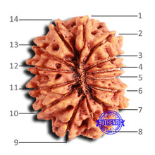Load image into Gallery viewer, 14 Mukhi Nepalese Rudraksha - Bead No. 236
