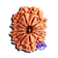 Load image into Gallery viewer, 14 Mukhi Nepalese Rudraksha - Bead No. 236