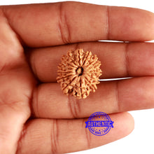 Load image into Gallery viewer, 14 Mukhi Nepalese Rudraksha - Bead No. 287