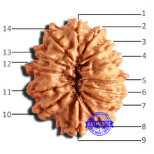 Load image into Gallery viewer, 14 Mukhi Nepalese Rudraksha - Bead No. 288