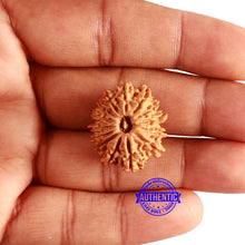 Load image into Gallery viewer, 14 Mukhi Nepalese Rudraksha - Bead No. 288