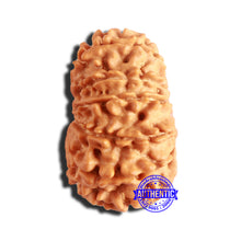 Load image into Gallery viewer, 14 Mukhi Nepalese Rudraksha - Bead No. 288