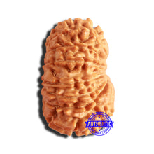 Load image into Gallery viewer, 14 Mukhi Nepalese Rudraksha - Bead No. 288