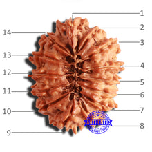 Load image into Gallery viewer, 14 Mukhi Nepalese Rudraksha - Bead No. 292