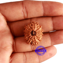 Load image into Gallery viewer, 14 Mukhi Nepalese Rudraksha - Bead No. 292