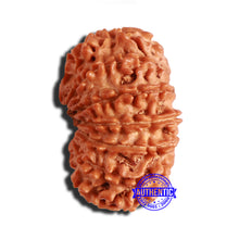 Load image into Gallery viewer, 14 Mukhi Nepalese Rudraksha - Bead No. 292