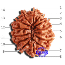 Load image into Gallery viewer, 14 Mukhi Nepalese Rudraksha - Bead No. 293