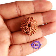 Load image into Gallery viewer, 14 Mukhi Nepalese Rudraksha - Bead No. 293