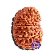 Load image into Gallery viewer, 14 Mukhi Nepalese Rudraksha - Bead No. 293
