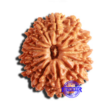 Load image into Gallery viewer, 14 Mukhi Nepalese Rudraksha - Bead No. 294