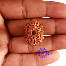 Load image into Gallery viewer, 14 Mukhi Nepalese Rudraksha - Bead No. 299