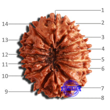 Load image into Gallery viewer, 14 Mukhi Nepalese Rudraksha - Bead No. 300