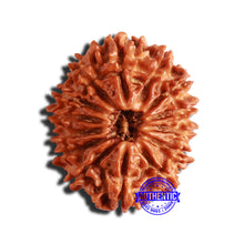 Load image into Gallery viewer, 14 Mukhi Nepalese Rudraksha - Bead No. 300