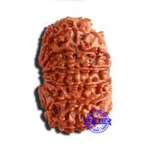 Load image into Gallery viewer, 14 Mukhi Nepalese Rudraksha - Bead No. 300