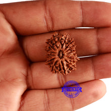 Load image into Gallery viewer, 14 Mukhi Nepalese Rudraksha - Bead No. 302
