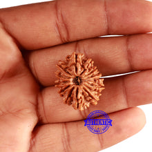 Load image into Gallery viewer, 14 Mukhi Nepalese Rudraksha - Bead No. 304