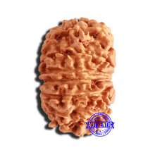 Load image into Gallery viewer, 14 Mukhi Nepalese Rudraksha - Bead No. 306
