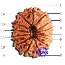 Load image into Gallery viewer, 14 Mukhi Nepalese Rudraksha - Bead No. 307