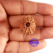 Load image into Gallery viewer, 14 Mukhi Nepalese Rudraksha - Bead No. 307