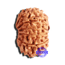 Load image into Gallery viewer, 14 Mukhi Nepalese Rudraksha - Bead No. 307