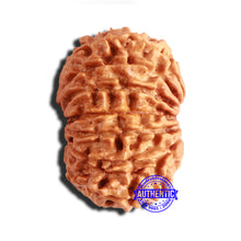 Load image into Gallery viewer, 14 Mukhi Nepalese Rudraksha - Bead No. 307
