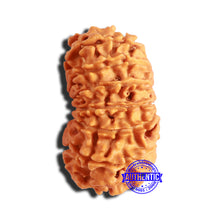 Load image into Gallery viewer, 14 Mukhi Nepalese Rudraksha - Bead No. 311